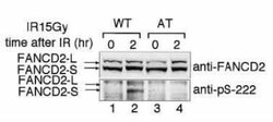 FANCD2, p Ser222 Antibody, Novus Biologicals 0.2mL; Unlabeled:Antibodies,